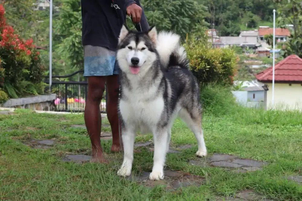 Alaskan malamute Import