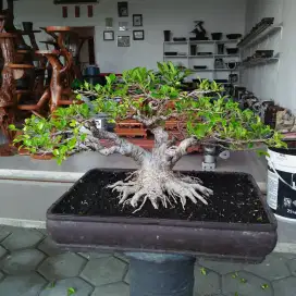 Bonsai Bonsay murah bagus