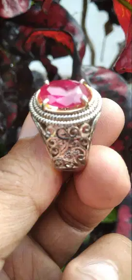 Ruby Blood Pegeaon