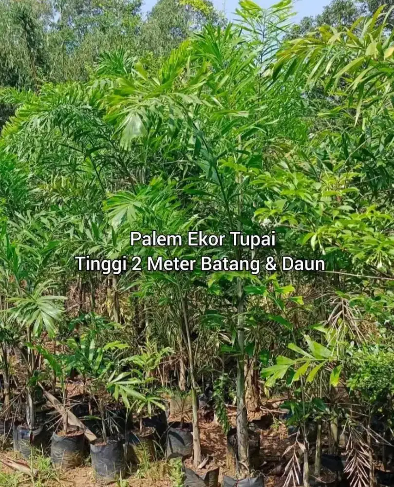 Palem Ekor Tupai Tinggi 2 Meter Batang & Daun