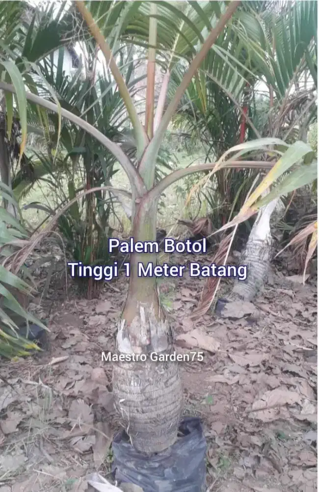 Palem Botol Tinggi 1 Meter Batang