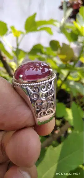 Ruby Blod Pegeon