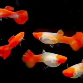 Ikan hias guppy albino molly platinum molly balon tiger barb