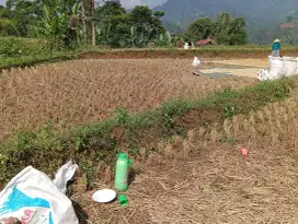 Dijual tanah sawah di cibiana (harga / Tumbak)
