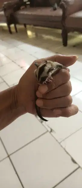 Sugar glider joy