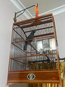 Burung Poksay Hongkong  (Pipi Hitam)