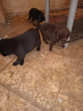 2 Puppy Mixed Breed Black Lab and English Cream (Golden) Retriever