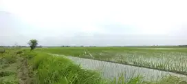 Dijual Cepat Tanah Sawah
