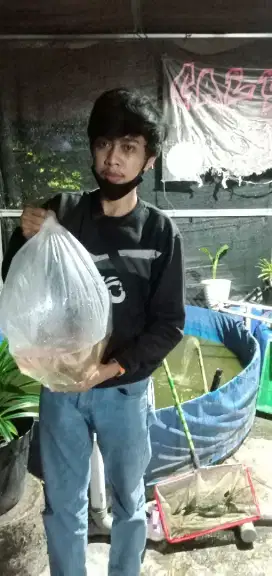 Bibit nila berkualitas