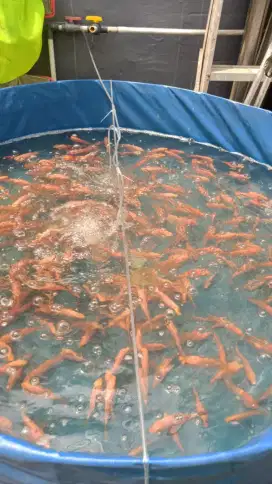 Bibit ikan nila monosex
