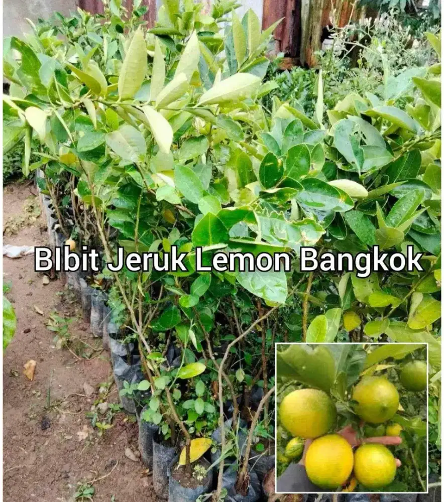 Bibit Jeruk Lemon Bangkok Tinggi 30 - 40 cm