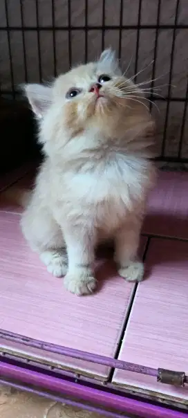 Kucing Persia flatnose peaknose bulu gimbul kitten jantan bulu kapas