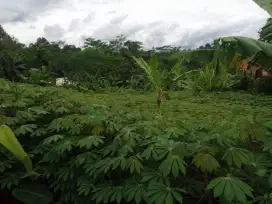 Dijual cepat tanah kebun untuk investasi masa depan