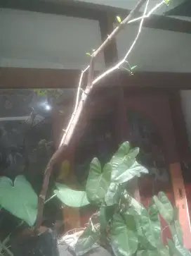 Jambu air dalhari