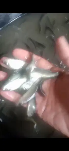 ikan bandeng air tawar