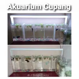 Akuarium Cupang Lima Ruang Siap Pakai