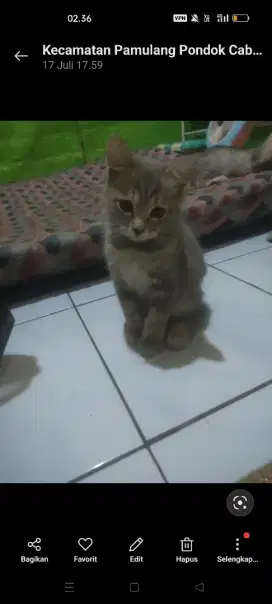 Kucing Kitten Persia Medium