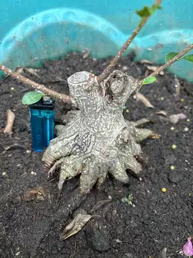 Bonsai kimeng / pohon beringin