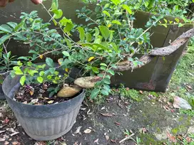 Bonsai sisir, pohon sisir