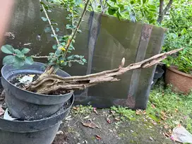 Bonsai sisir, pohon sisir