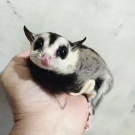 Sugar Glider Betina White Face Bonus Kandang