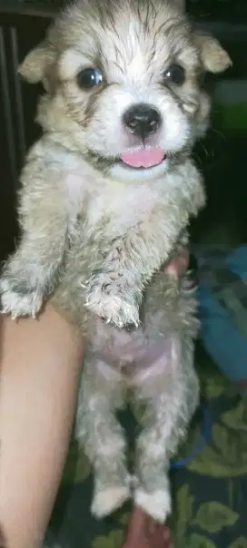 Anak anjing mix Maltese jantan