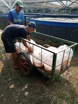 Ikan konsumsi nila