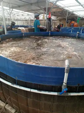 Ikan konsumsi nila merah