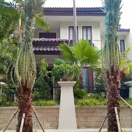 Pohon kurma azwa