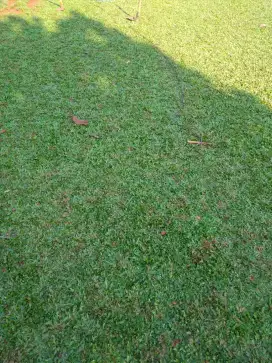 Rumput gajah mini