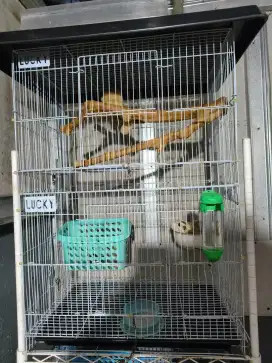 Sugar glider 2 betina & 1 jantan mozaik (indukan)