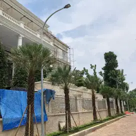 Pohon palm kopernis