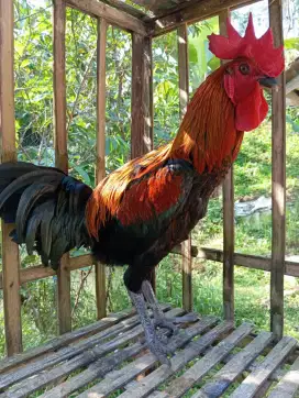 Ayam pelung 8 bulan