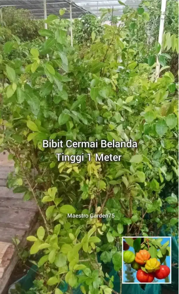 Bibit Cermai Belanda Tinggi 1 Meter an