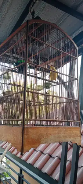 Burung kepodang