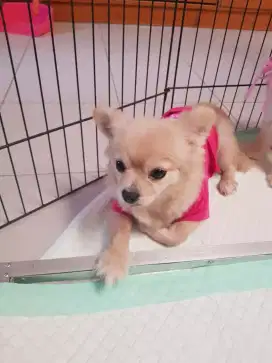 Anjing pomeranian betina usia 2 tahun