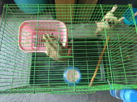 Sugar glider sepasang indukan low mozaik