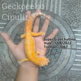 Leopard gecko super Giant