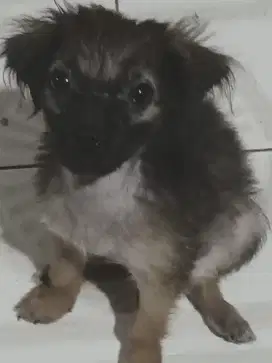 Anak anjing mix pug.