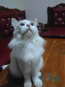 Kucing ragdoll midoll jantan