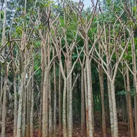 Pohon rosea tabebuya