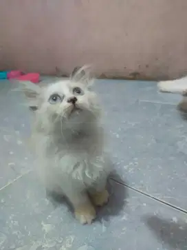 Kucing Kitten ragdoll betina