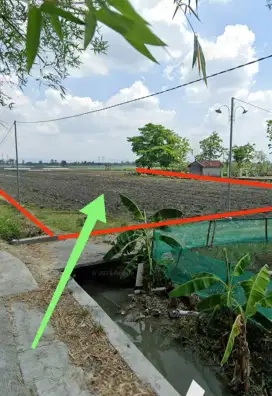 Dijual Cepat BU Tanah Produktif Termurah Grobogan