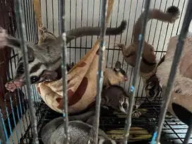 Sugar Glider murah