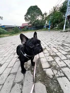 Jual Indukan French Bulldog Murah Nego