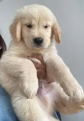 Anakan golden retriever