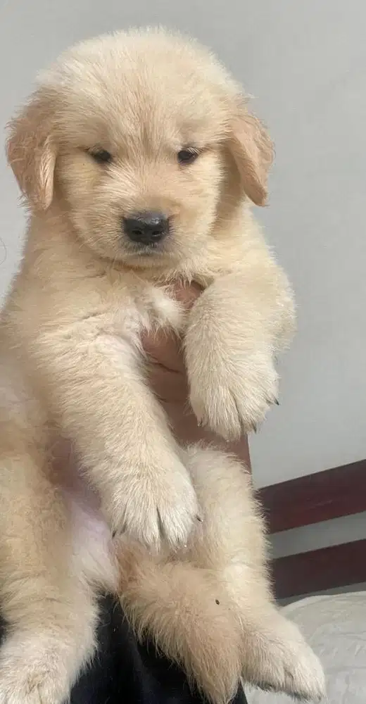 Anakan golden retriever