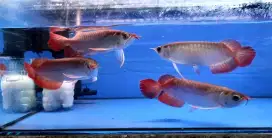 Ikan arwana super red