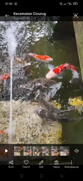 Ikan koi merah putih mata orange istimewa