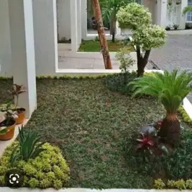 Jual rumput gajah mini plus tanam dan renovasi taman